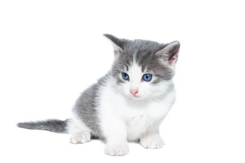 Kitten on a white background.. Stock Photos