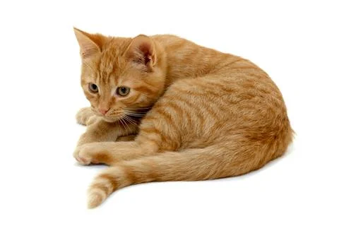 Kitten on white background Stock Photos