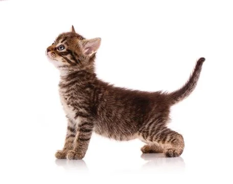 Kitten on a white background waiting for something. Stock Photos