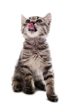 Kitten on white backgrounds Stock Photos