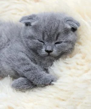 Kitten on white blanket Foto stock
