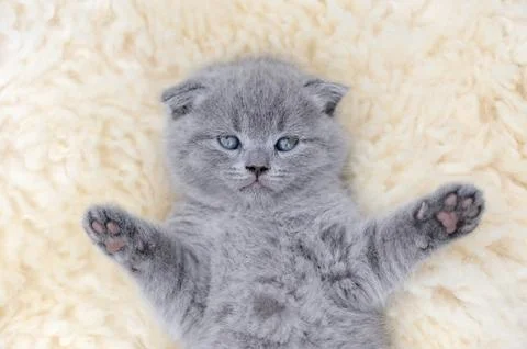 Kitten on white blanket Foto stock