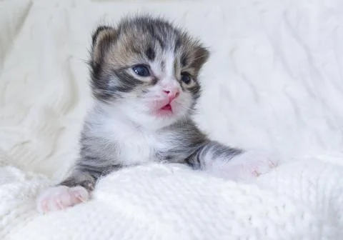 Kitten on a white blanket. Stock Photos