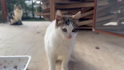 Kitten white cat Stock Footage 259467456