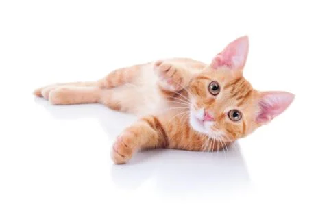 Kitten On White Stock Photos