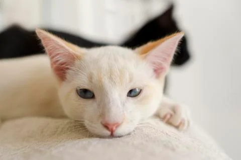Kitten White Stock Photos