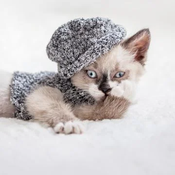 Kitten is on white plaid Stock Photos