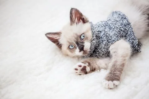 Kitten is on white plaid Stock Photos