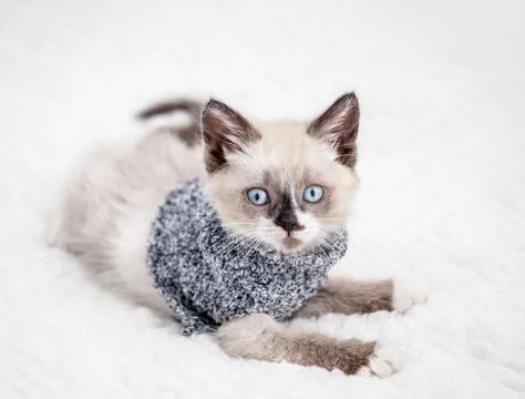 Kitten is on white plaid Stock Photos