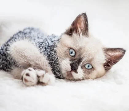 Kitten is on white plaid Stock Photos