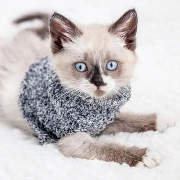 Kitten is on white plaid Stock Photos