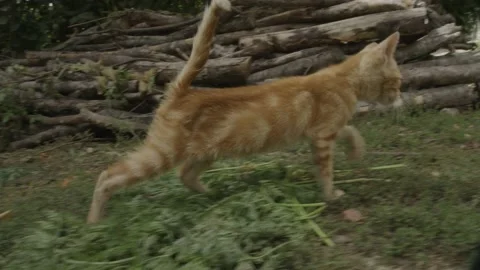 Kitten who is cute to make herself love Stock Footage 166713333