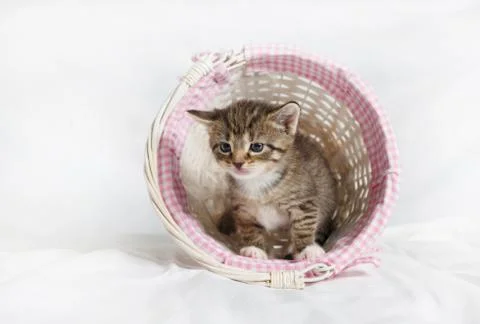 Kitten in a wicker basket Stock Photos