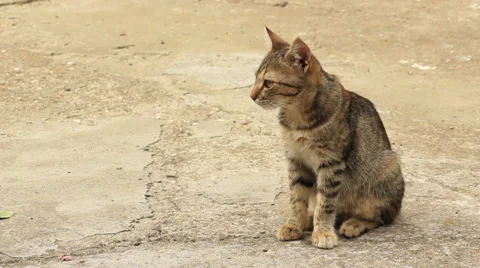 Kitten Wide Stock Footage 31289798