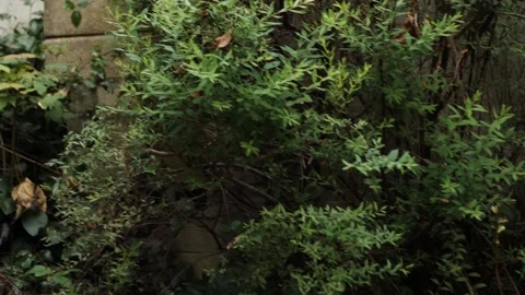 Kitten in the wild Stockbeeldmateriaal 159547440