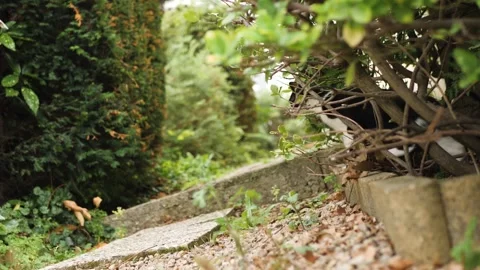 Kitten in the wild Stockbeeldmateriaal 159547458