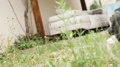 Kitten in the wild Stockbeeldmateriaal 159547568