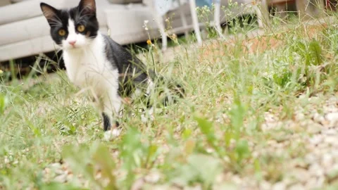 Kitten in the wild Stock Footage 159547585