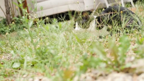 Kitten in the wild Stockbeeldmateriaal 159547619