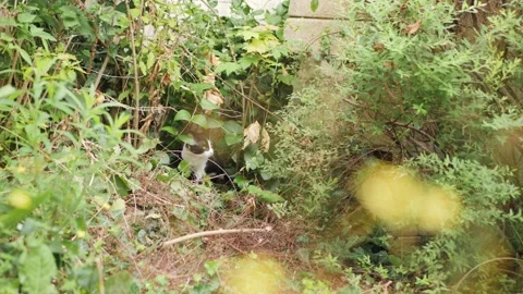 Kitten in the wild Stockbeeldmateriaal 159547633