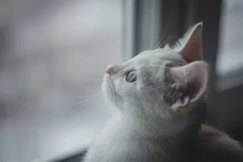 Kitten at the window Stock Photos