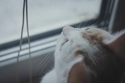 Kitten at the window Stock Photos