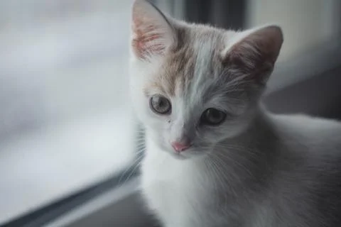 Kitten at the window Stock Photos