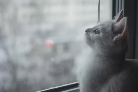 Kitten at the window Stock Photos