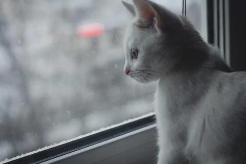 Kitten at the window Stock Photos