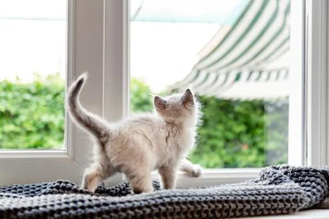Kitten in window. Small fluffy white kitten play on windowsill on plaid insid Stock Photos