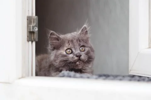 Kitten in window. Small playful fluffy gray kitten on windowsill inside the h Stock Photos