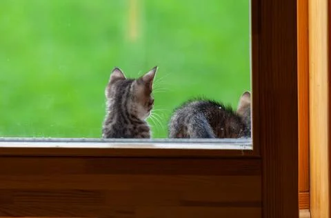 Kitten on the windowsill Stock Photos