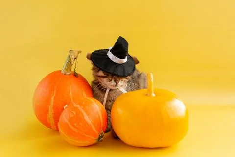 Kitten in a witch hat and three pumpkins on a yellow background. Stock Photos