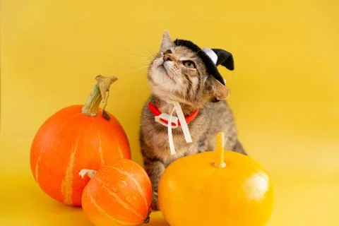 Kitten in a witch hat and three pumpkins on a yellow background. Stock Photos