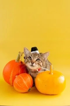Kitten in a witch hat and three pumpkins on a yellow background Stock Photos