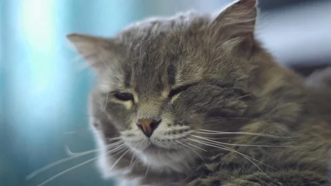 The kitten woke up Stock Footage 79033942