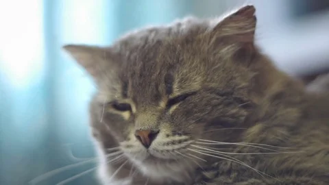 The kitten woke up Stock Footage 79034292