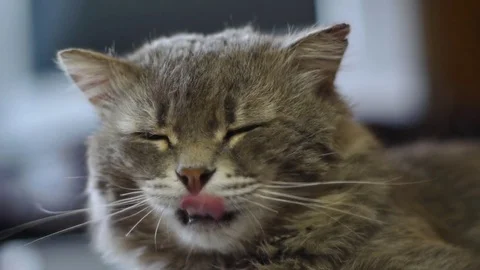 The kitten woke up Stock Footage 79034463