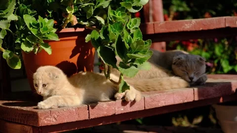 Kitten woke up while his cat mom sleeps and leaves Stock Footage 163916075