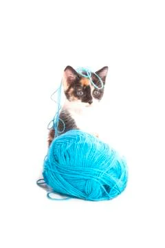 \\\\kitten with wool isolated on a white background Stock Photos