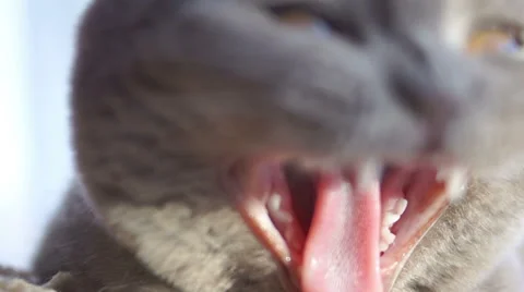 Kitten yawns to lapse camera Видео 45587990