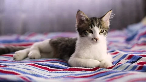Kitten yawns lying on the bed close-up. Sleepy kitten. Sleep or waking concept Stock Footage 143561582