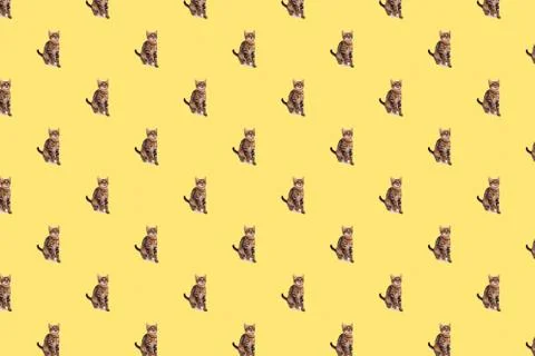 Kitten on yellow background pattern Stock Photos