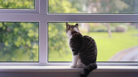 Kitten young at sitting on the window sill watching the rain indoors Stock Footage 246429199