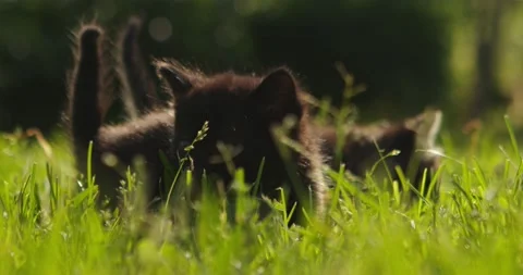 Kittens 2 Stock Footage 135497183
