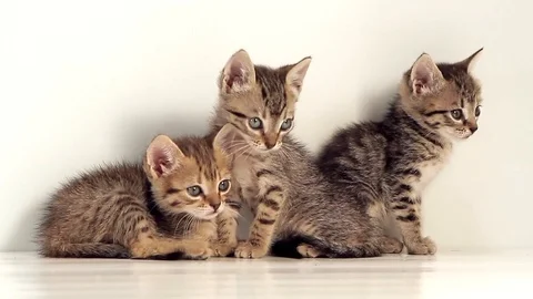 Kittens against a white screen Stock Footage 92473595