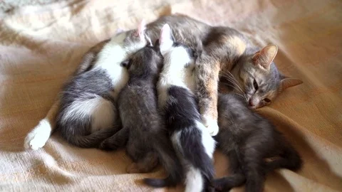 Kittens and a cat Stock Footage 75467560