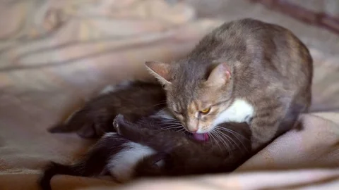 Kittens and a cat Stock Footage 75494159