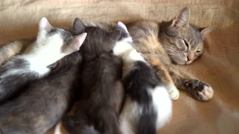Kittens and a cat Stock Footage 75494641