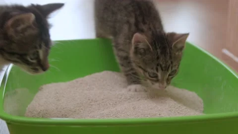 Kittens and cat litter box Stock Footage 137097079